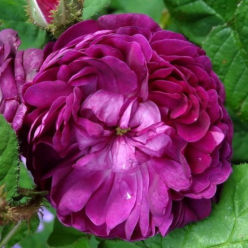 Rosa Capitaine John Ingram - violett - moos-rosen
